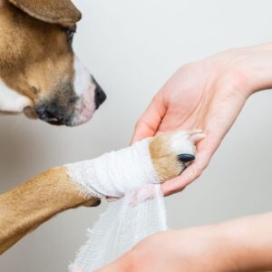 a dog getting it's bandage changed