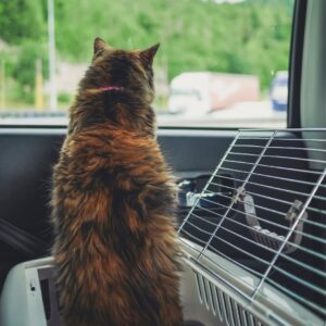 cat in car carrier 