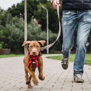 person running with puppy on leash