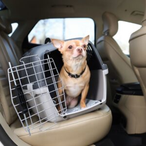 dog in car carrier