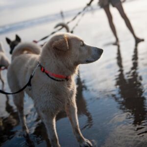 dogs walking on leash on sea shore