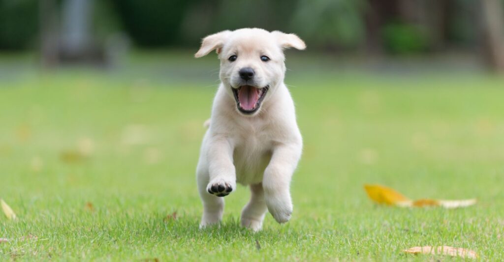 a puppy running in the grass