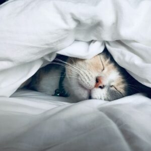 a cat sleeping under covers