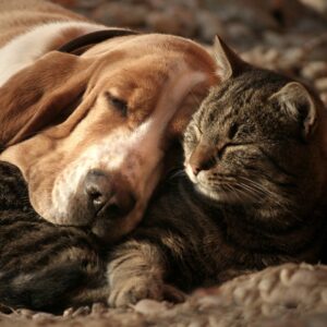 a dog and a cat cuddling together