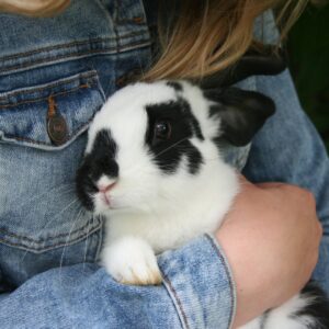 a person holding a pet rabbit