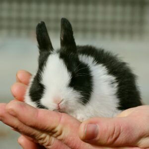 a small bunny sleeping in someones hands