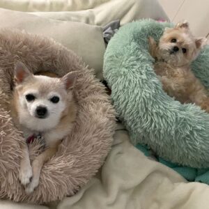 Two dogs in dog beds