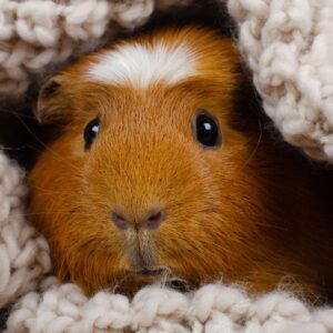 Guinea pig in blankets