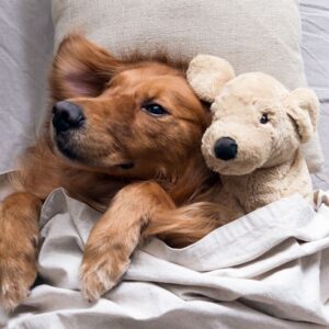 Dog sleeping under a blanket with a stuffed animal