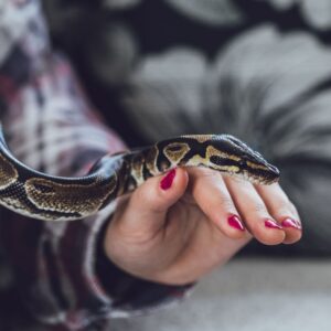 person holding a pet snake