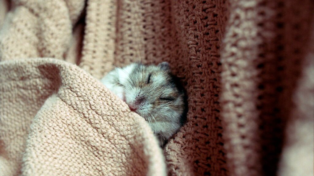 Hamster sleeping in a blanket
