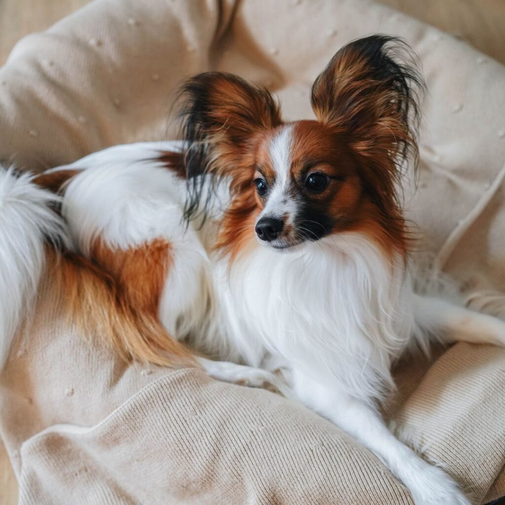 Overnight Pet Care in West Raleigh Get Professional Care for Your Pets