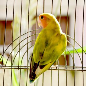 Pet bird perched in a cage