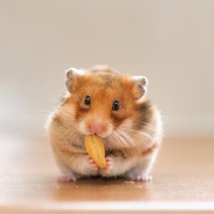 Hamster eating a seed