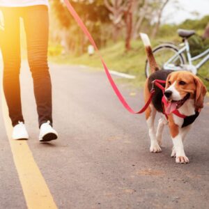 a dog walker walking a beagle at sunset
