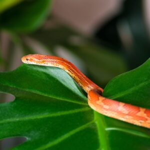 a snake moving across a leaf