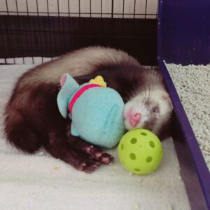 a pet ferret sleeping with a toy