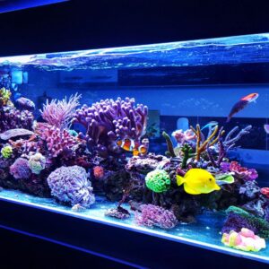 an exotic fish tank