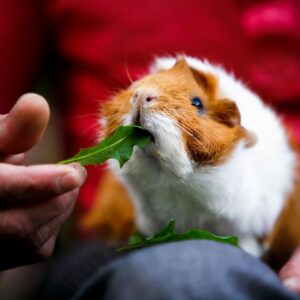 a guinea pig being fed arugula