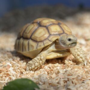 a pet turtle in it's enclosure