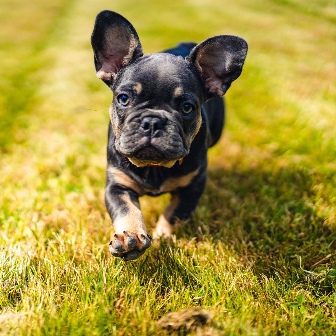 puppy-sitting-in-lansing-mi-fetch-pet-care