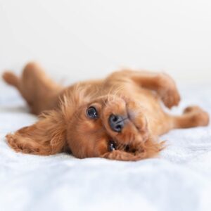 puppy rolling over on a blanket