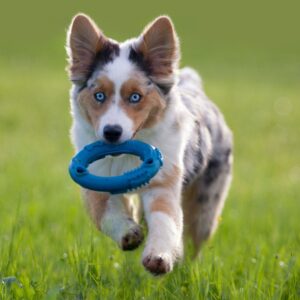 puppy running with a toy in its mouth