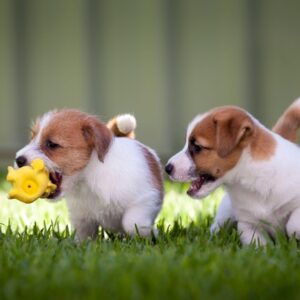 two puppies playing with a toy