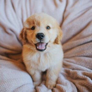 happy puppy on a blanket