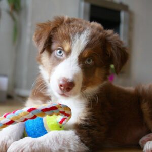 puppy with a toy