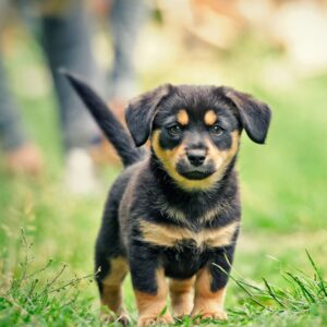 puppy standing outside