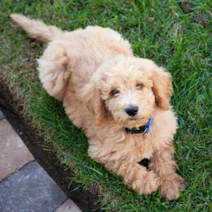 puppy lying in grass