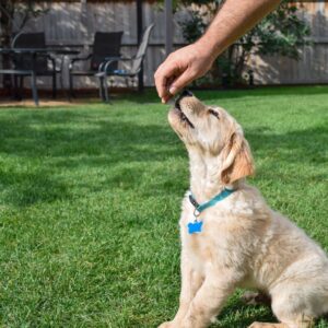 puppy taking a treat