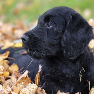 puppy lying in leaves