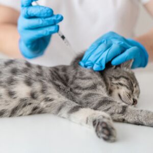 a cat laying peacefully while getting an injection