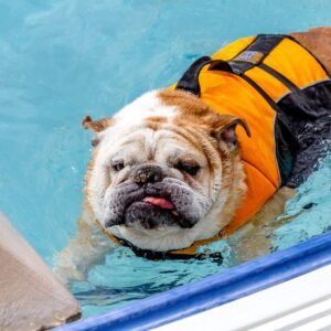 a bulldog in a swim vest swimming in a pool