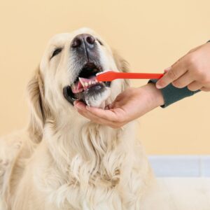person brushing dog's teeth