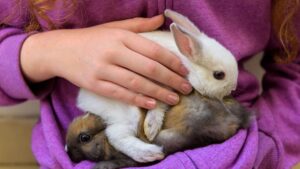 person holding two pet bunnies