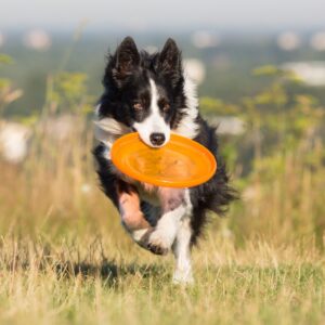border collie fetching a frisbee