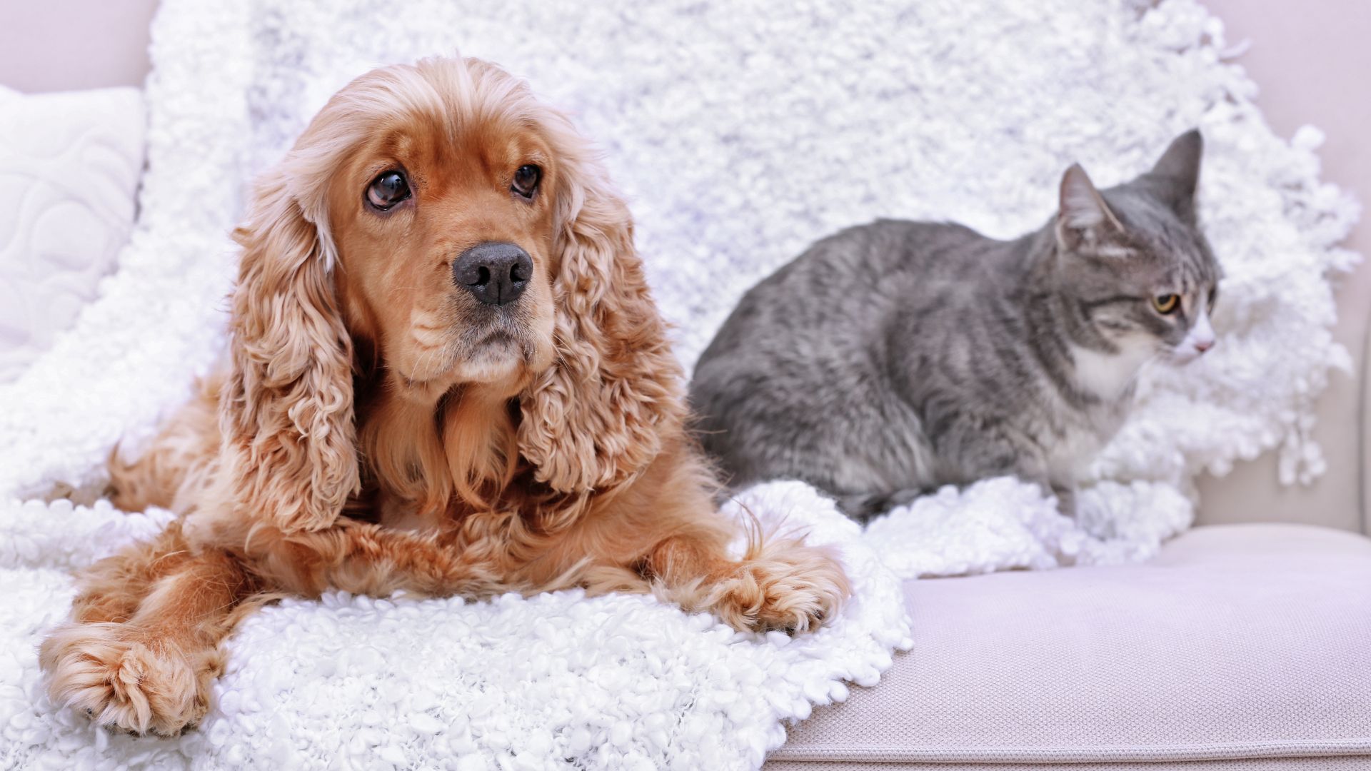 Overnight Pet Care in North Austin Fetch! Pet Care