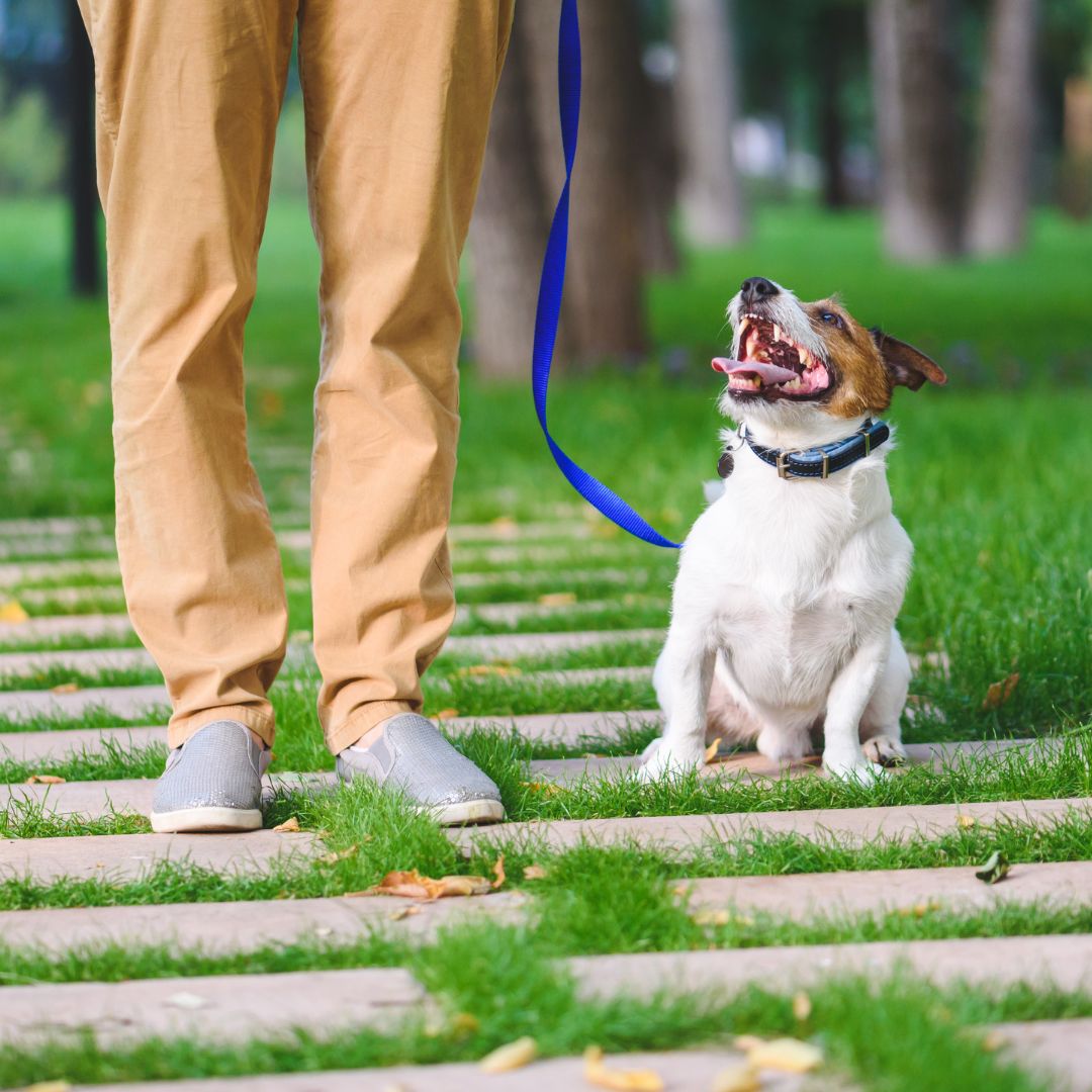 a dog on a leash looking up at a person