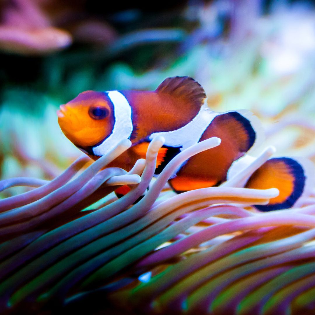 a clown fish in a sea anemone