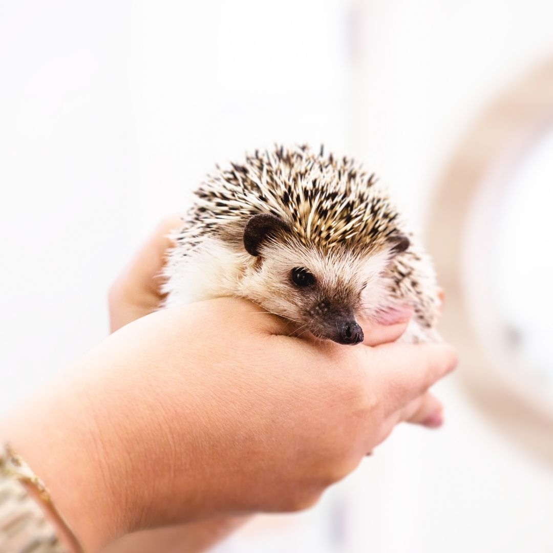 a person holding a hedgehog