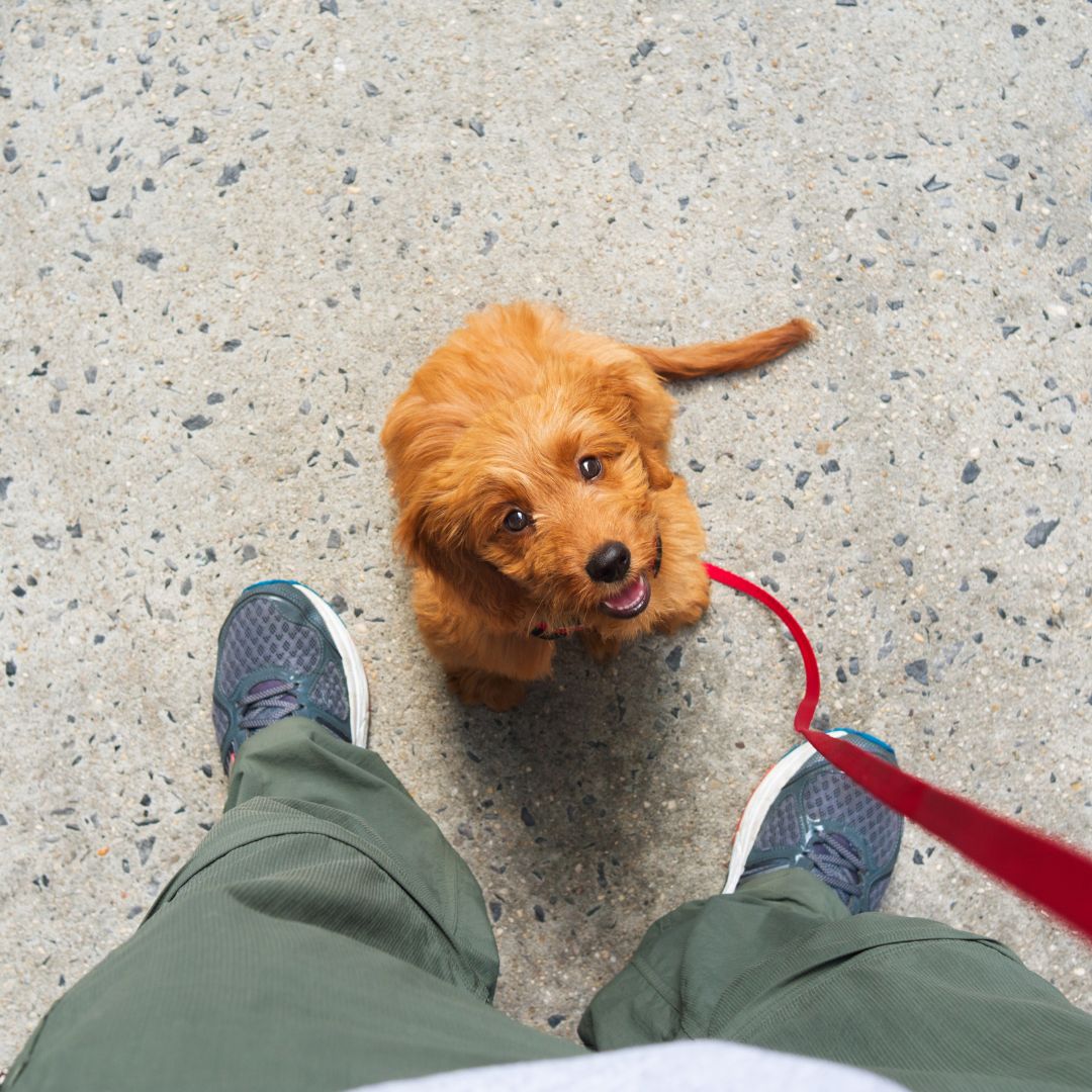 a tiny puppy on a leash sitting at a person's feet