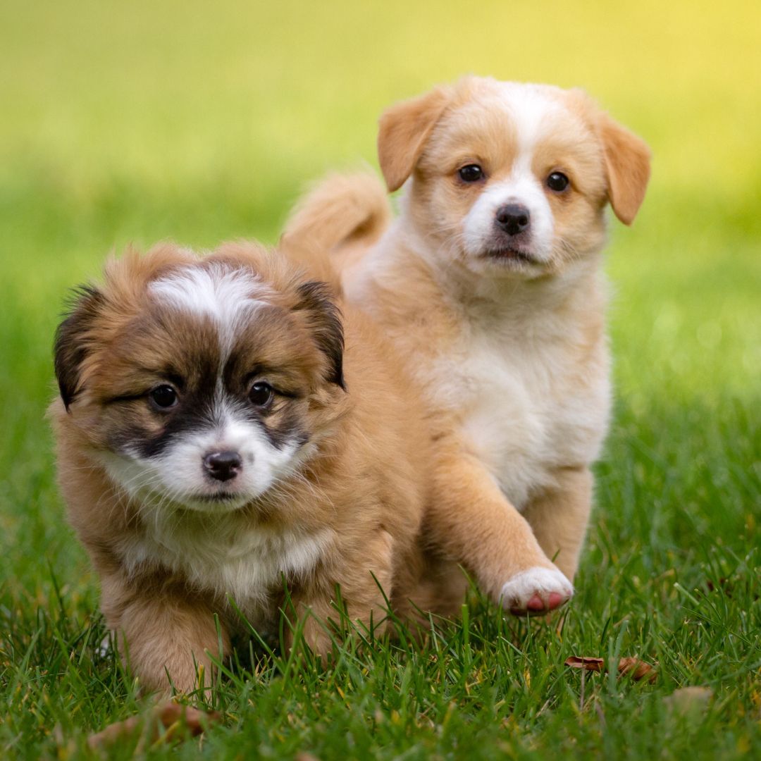 two puppies outside in the grass