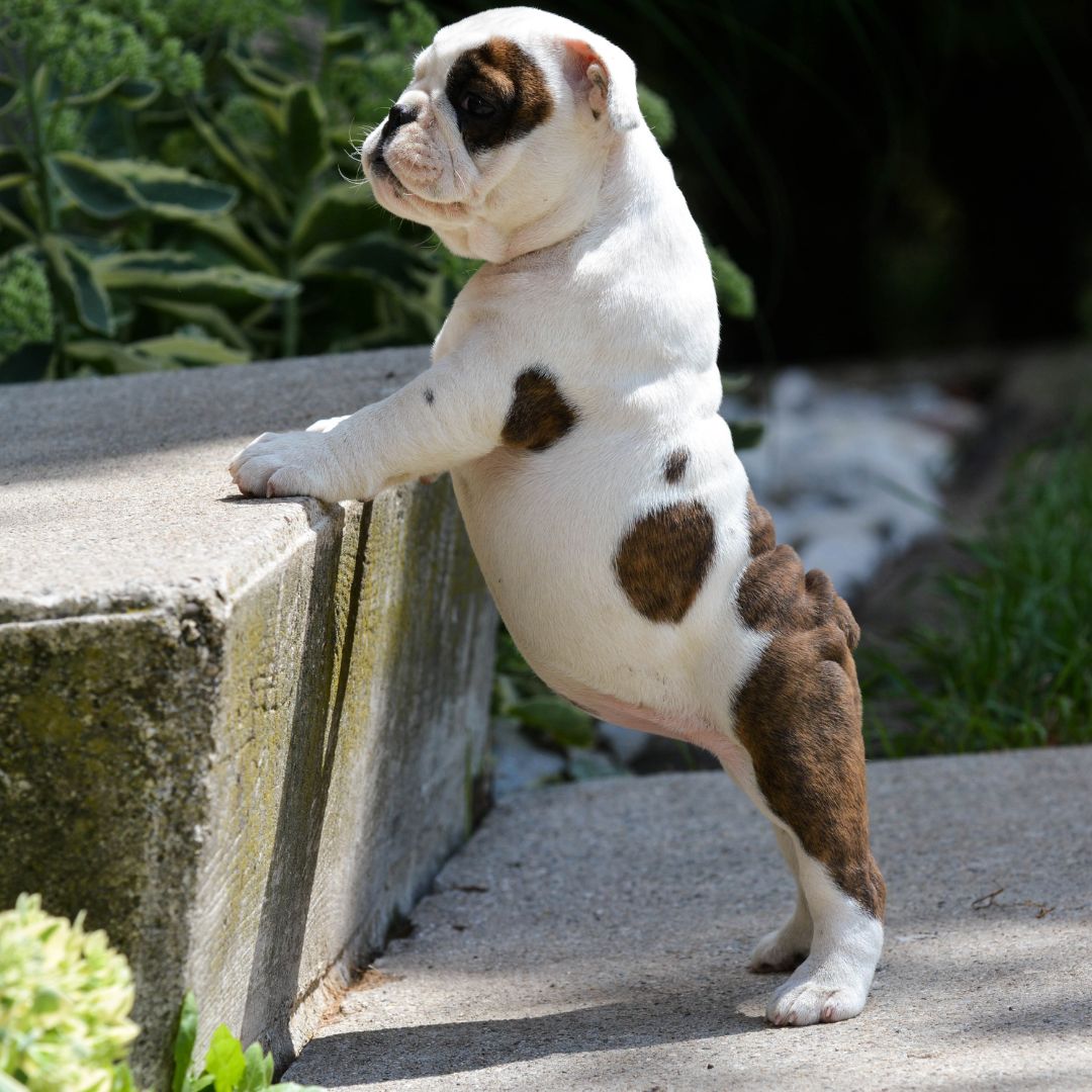 a puppy standing up on a step