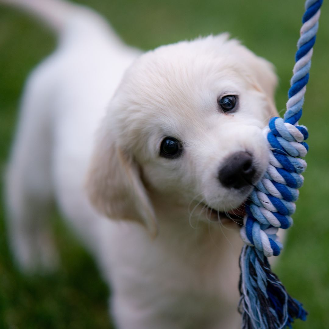 a puppy playing with a rope toy