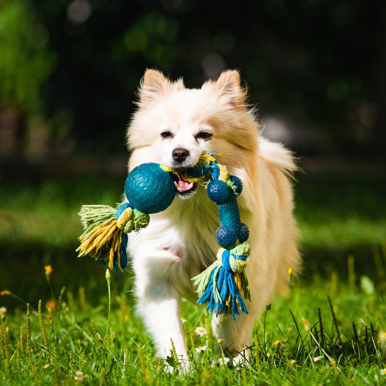 1 Tips for Choosing the Right Pet Sitter in Michiana