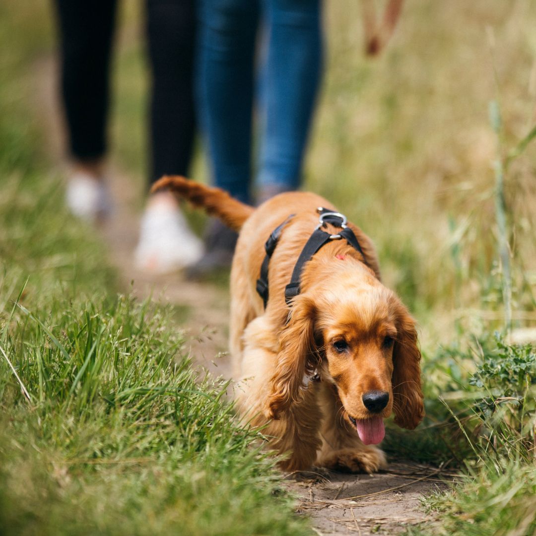 a dog on a walk on a dirt path with grass