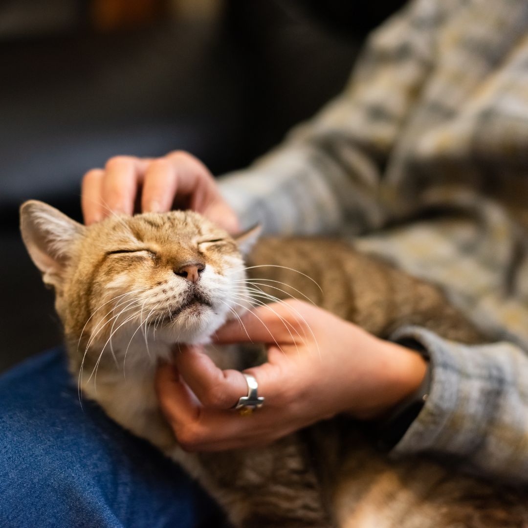 a happy cat getting chin scratches from a person